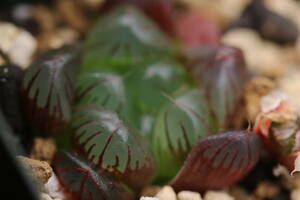 多肉植物　ハオルチア　スターサファイア　中