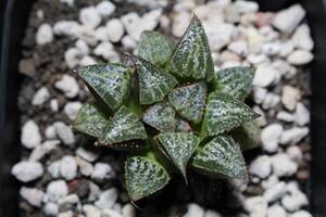 雪景色　Haworthia　ハオルチア