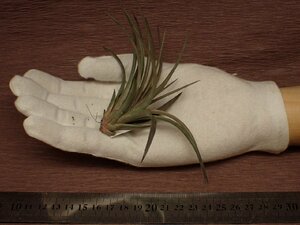 Tillandsia vernicosa Large form チランジア・ベルニコーサ ラージフォーム 723■エアプランツDF