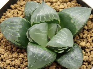 ■[W013]本間般若(白雲タイプ)　ヤマト運輸 【多肉植物　Haworthia　ハオルチア　ハオルシア】