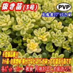 【抜き苗】もりもり♪斑入りタイトゴメ 多肉植物セダム紅葉プラ鉢プレステラc