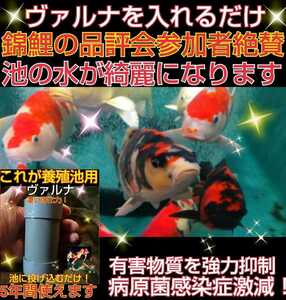 池の水が綺麗になります☆【ヴァルナ超特大】800トン浄化します！病原菌や感染症を防ぎ有害物質を強力抑制！透明度が抜群に！5年以上維持！