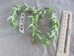 6　玉つづり　多肉植物　セダム　よく増えます