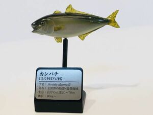 カンパチ　魚類　海　川　魚　フィギュア　日本　生き物　生物　動物　ミニチュア　３９