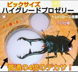 超ビックサイズ！特大65g【30個】ハイグレードクワガタゼリー　成分に拘わり抜いた最高峰　産卵促進・長寿・体力増進　カブトムシゼリー　