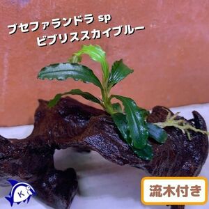 水草　ブセファランドラ sp ビブリススカイブルー　1株　流木付き　約5cm～15cm