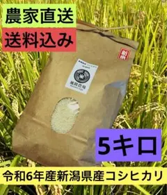 【数量限定！新潟県産コシヒカリ R6年産】風間農場 コシヒカリ 5kg