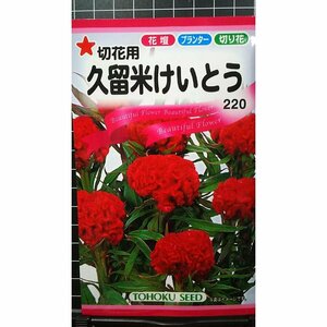 ３袋セット 久留米 けいとう 切花用 種 郵便は送料無料