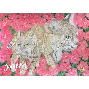 色鉛筆画「 ボブキャット 」Ａ４・額付き◇◆手描き◇原画◆ボブキャット◇◆yotto