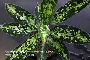 【イベント告知！】AZ便！ Aglaonema pictum BGW 