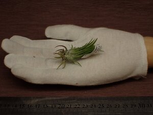 Tillandsia ionantha 