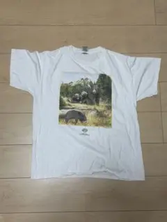 アニマルTシャツ 熊 シティボーイ city