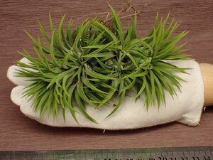 Tillandsia ionantha 