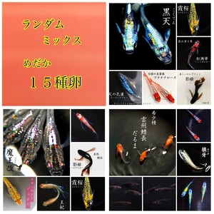 御田間めだか 大増量「ランダムミックス」メダカ 有精卵30個+α 各15種 （ラメ・ヒレ長・ダルマ・悪魔目・ミックス・有精卵・メダカ卵)