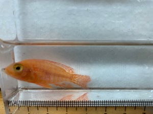 ★即決★ピンクピーコックシクリッド ３匹セット ±4-5cm アフリカンシクリッド 熱帯魚