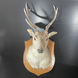 【激レア/直接取引】鹿 シカ deer 剥製 標本 壁掛け インテリア 80cm ハンティング トロフィー Hunting Trophy 直接取引 福岡県 大分県のみ