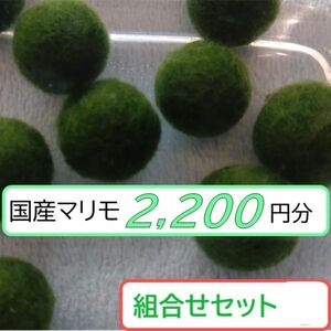 【国産まりも2,200円分】混植可能 ホテイ草 ブセファランドラsp.シャインブルーカーペット