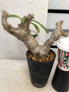 5188 「塊根植物」パキポディウム エニグマティクム大 植え【発根・Pachypodium enigmaticum・多肉植物】