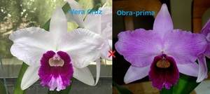 C. purpurata CG1755 (tipo claro 