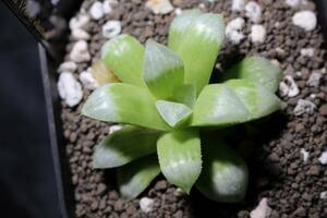 白御影　Haworthia　ハオルチア