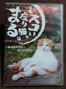 ◆廃盤/希少◆どスコい座り猫、まる。~養老孟司先生と猫の営業部長 DVD◆美品◆スコティッシュフォールド