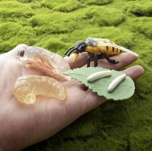 昆虫成長過程　ミツバチライフサイクル　蜂の成長ミツバチの成長　はちの成長　昆虫成長サイクル　フィギュアモデル学習　生物学　知育玩具