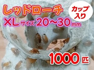 レッドローチ 成虫 XL サイズ 20～30mm カップ入り 1000匹 生餌 爬虫類 両生類 肉食熱帯魚 小型哺乳類 エサ 活餌 [3422:gopwx2]