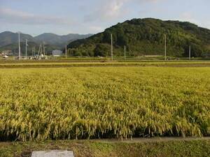 即決　 農家直送 　令和5年兵庫県産　新米コシヒカリ　 玄米30kg .　