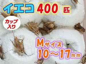 ヨーロッパイエコオロギ イエコ Mサイズ 10mm～15mm カップ入り 400匹 生餌 死着保証10% 爬虫類 両生類 トカゲ カエル [3673:gopwx2]