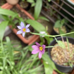 ニワセキショウ　種子　赤紫花１５粒　＋　青花１５粒