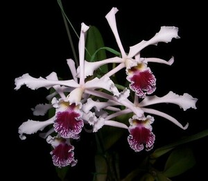 ☆◆【洋蘭原種】◆☆ C. crispa tipo ‘Casiope’ (OG) 開花株 