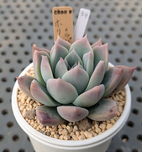 39.ホリコロ×ラパス 実生苗 エケベリア 国産 多肉 Echeveria