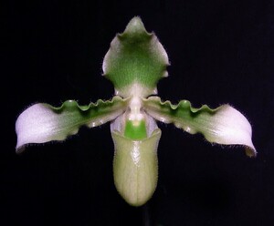 ☆◆【洋蘭原種】◆☆ Paph. hirsutissimum var. esquirolei fma. album (sib/Select) 開花株