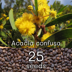 種子25粒+ Acacia confusa コンフサ 相思樹 台湾アカシア Formosa ソウシジュ アカシア アクミナータ アキュミナータ acuminata