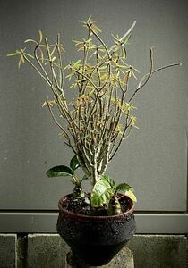 ユーフォルビア バルサミフェラ Euphorbia balsamifera カナリア諸島 盆栽 灌木 コーデックス 多肉植物 人気種 希少種 塊根 珍奇植物 レア