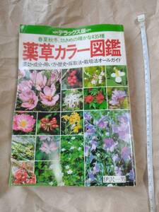 薬草カラー図鑑　デラックス版　春夏秋冬、効きめの確かな435種　伊沢一男　主婦の友社　植物図鑑　野草　植物 園芸 薬効 栽培 サバイバル