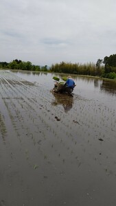 令和6年産　富山県　コシヒカリ　10キロ