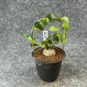 【鉢ごと発送】アフリカ型 亀甲竜 / Dioscorea elephantipes / 3号鉢 / 塊根・多肉植物【現品】 24-10-3-37