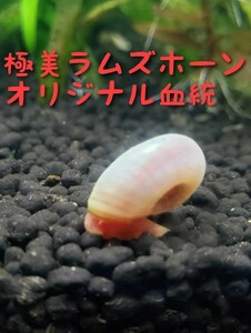 ラムズホーン 稚貝 オリジナル 綺麗な色 パールラムズ