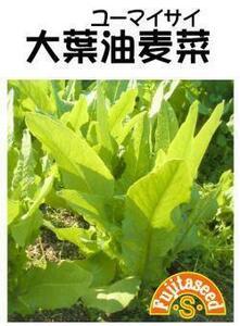 ＜野菜の種＞ユーマイサイ　大葉油麦菜　2ｍｌ　約690粒　中国レタス　珍しい野菜　４種郵便にて発送