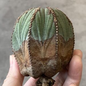 【B6834】★超巨大6cm株！！【SS級！極上特選大株！！】ユーフォルビア オベサ Euphorbia obesa ( 検索 アガベ 多肉植物 )