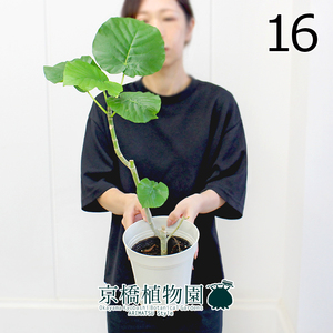 【現品】フィカス・ウンベラータ 5号（16）Ficus umbellata