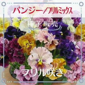 追跡番号付【種子販売】パンジー/フリルミックス*種子20粒