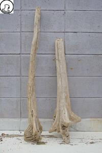 SEASIDEinterior☆流木の2本セット,Cool driftwood for decorating 48