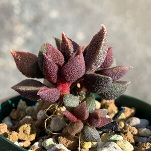 ラスト Adromischus marianiae 