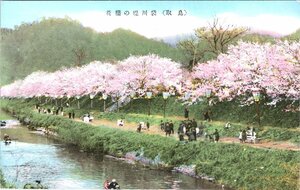 3551★戦前 絵葉書★鳥取 袋川堤の桜花　石川県能美郡寺井尋常高等小学校印有