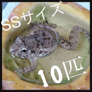 自家繁殖させたCB個体です！！【SS・10匹】餌用カエル 活餌 約1.5〜2cm ヌマガエル 蛇の餌