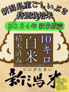 精米済み10キロ【農家直送新米】新潟県産こしいぶき　特別栽培米　6年産　低温冷蔵