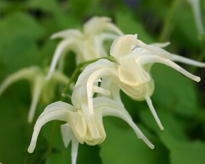 日本種イカリソウ４種・黄花、白花、赤城桜、夕映、各１株、開花見込株、日本産落葉系、裸で送ります