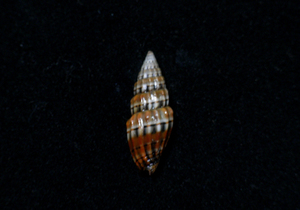 貝の標本 Vexillum semifasciatum 22.3mm.